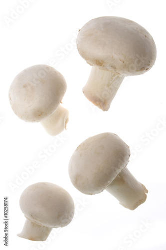 Portabello mushrooms isolated on pure white background