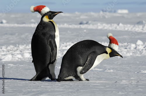 Antarctic penguin couple on Christmas