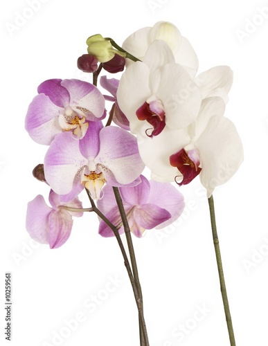 white and pink orchid flowers