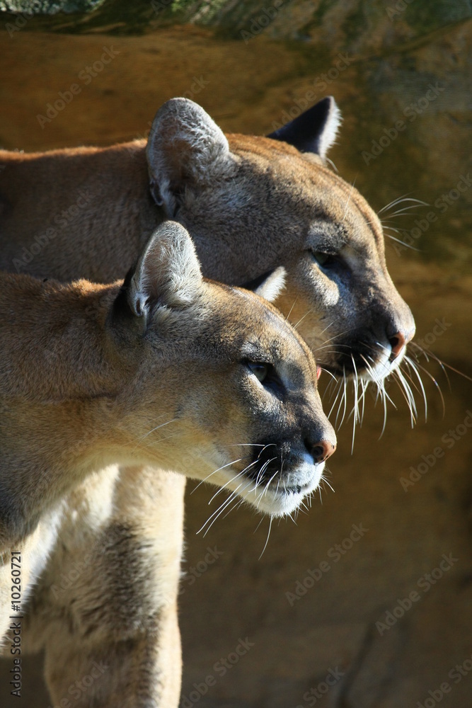 Naklejka premium pumas
