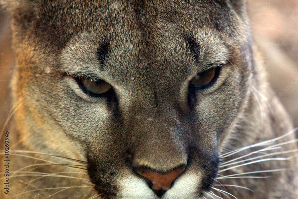 Naklejka premium puma