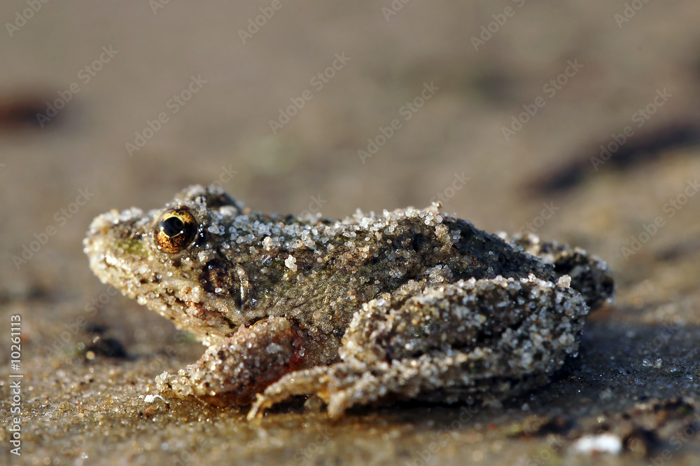 Sandfrosch Sandfrosch