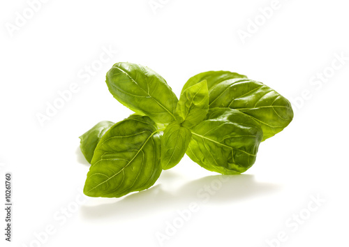 bunch of basil leaves isolated on white