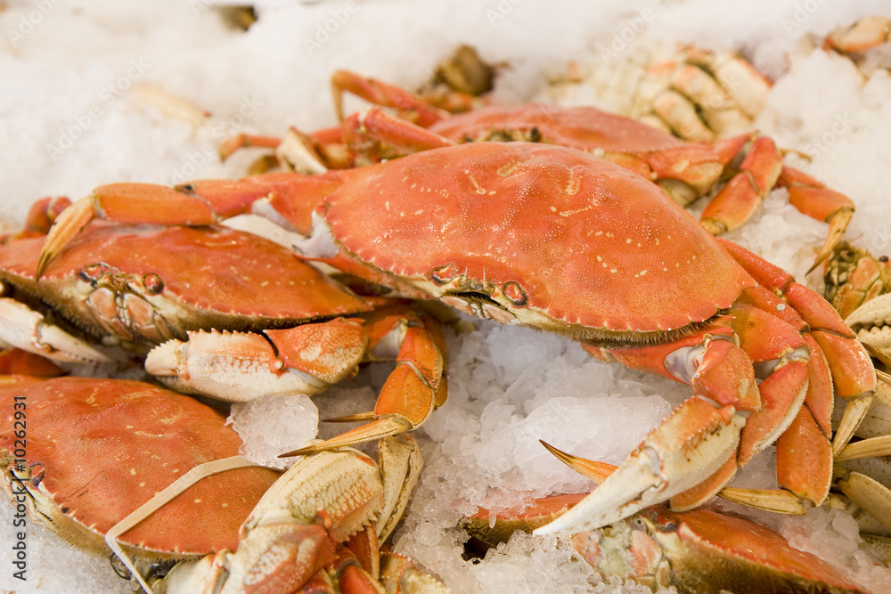 Fresh Dungeness crabs on ice in a seafood market Fresh Dungeness crabs on ice in a seafood market