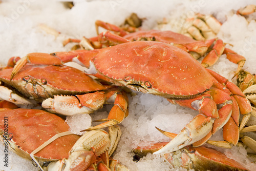 Fresh Dungeness crabs on ice in a seafood market