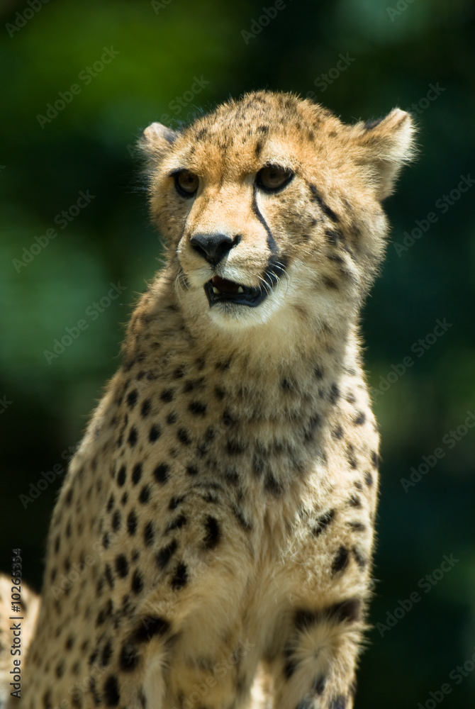 Observant cheetah with green background. Observant cheetah with green background.
