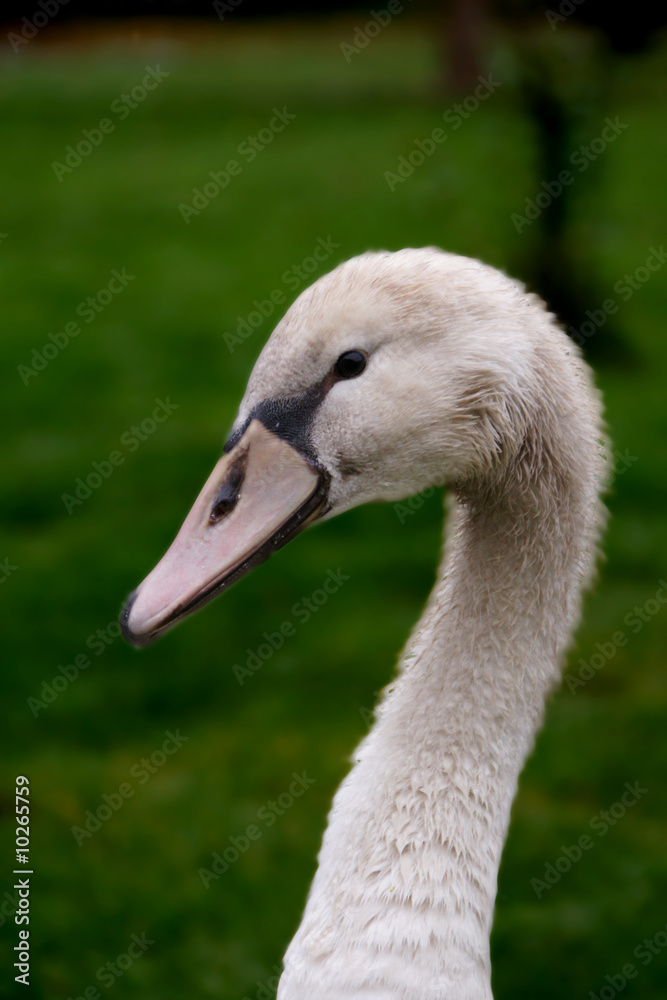 Schwan Schwan