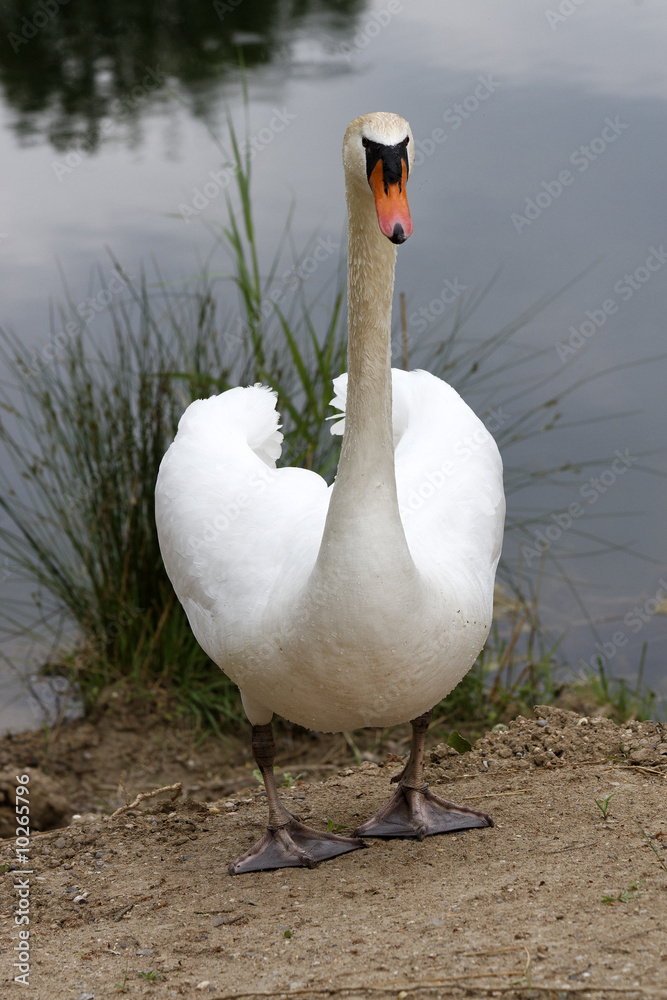 Obraz premium Schwan am Ufer