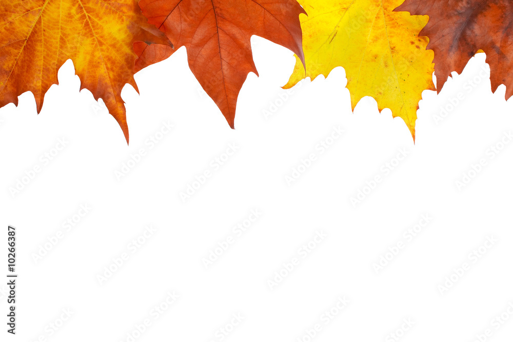 Maple leaves border on white background. Space for text Maple leaves border on white background. Space for text