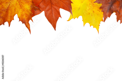 Maple leaves border on white background. Space for text