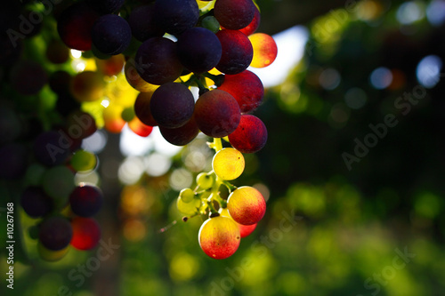 grapes