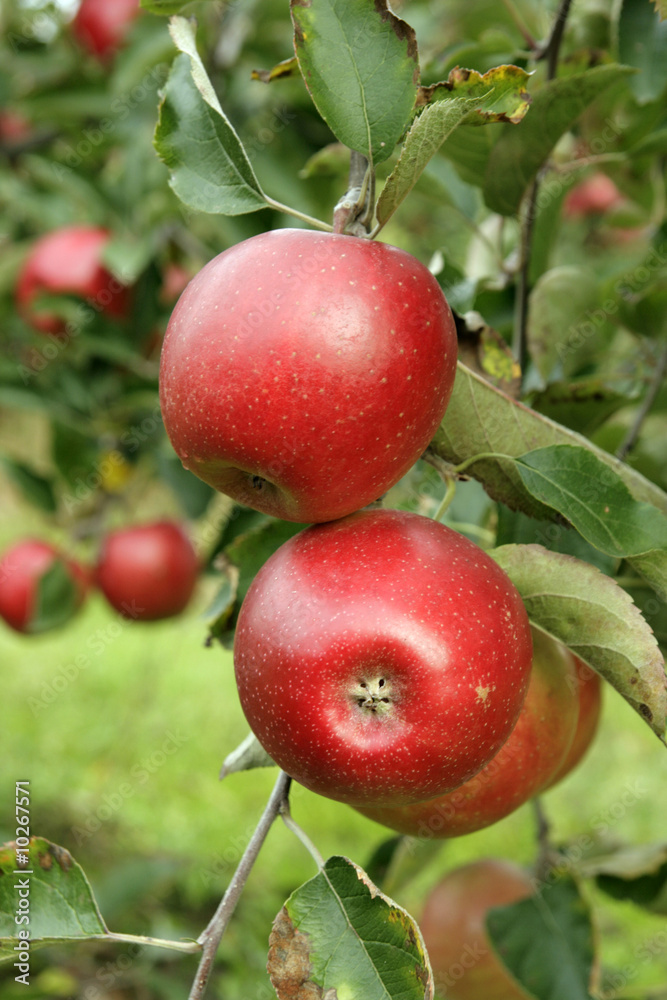 Obraz premium Red apples on the tree