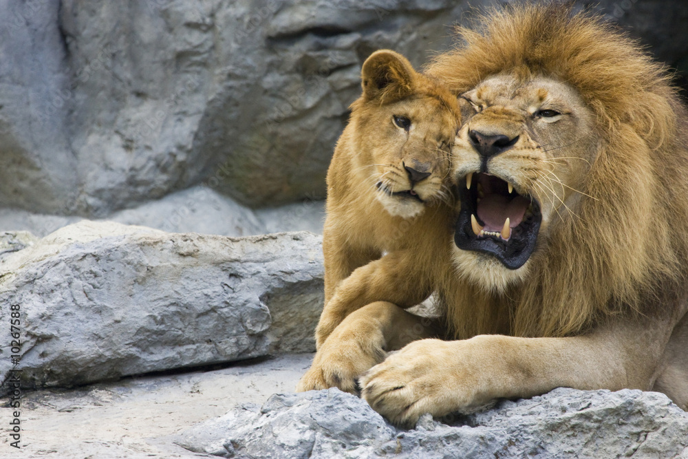 Obraz premium big lion father and his son playing