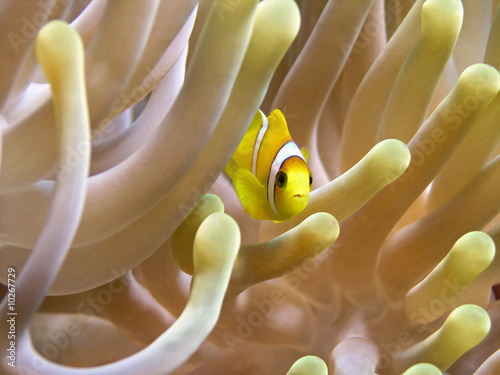 Fotografija Very small anemone fish 1cm