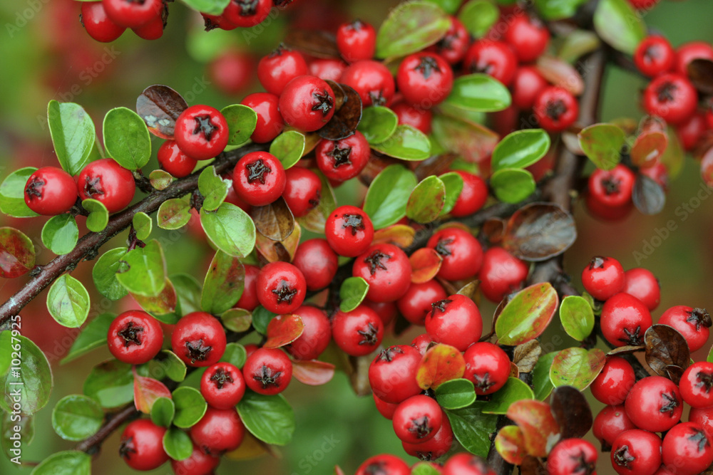 Fototapeta premium Red fruits on the ornamental bush