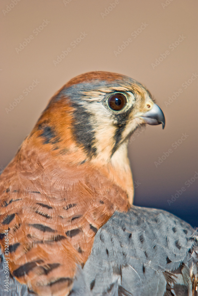 Close up of a American Kestrel bird