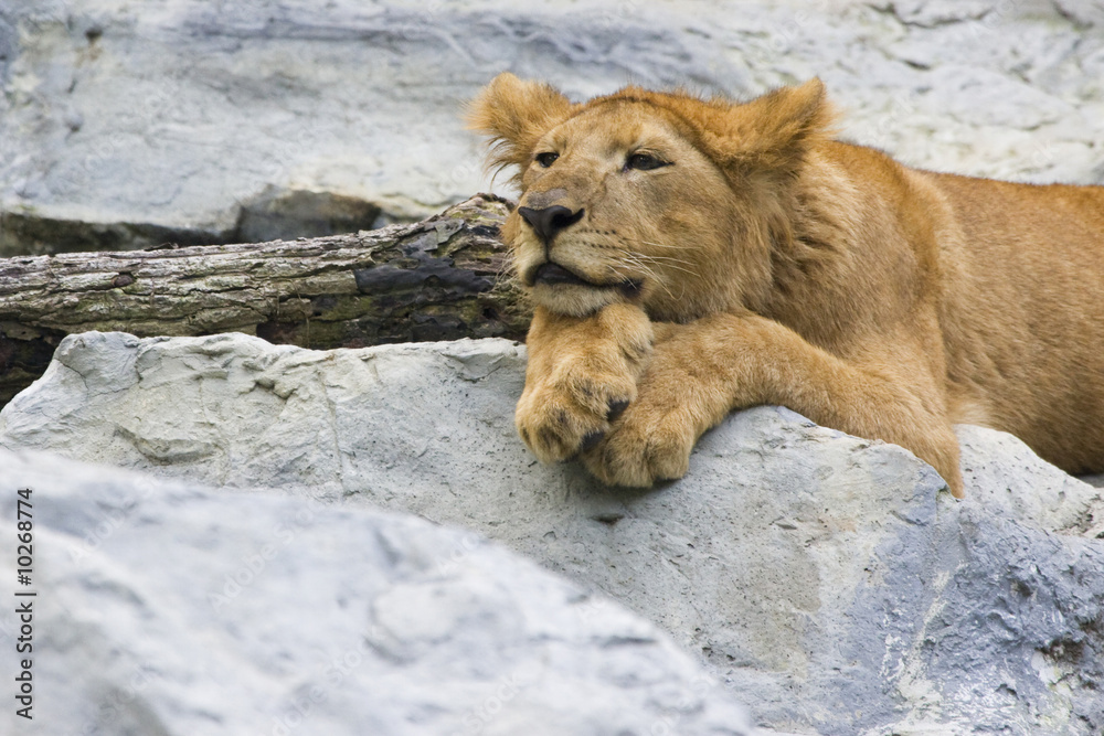 young lion cub lying on the rocks, being lazy young lion cub lying on the rocks, being lazy