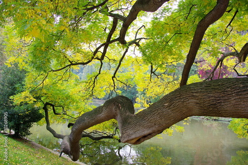 Arbre aux Buttes Chaumont . Paris, France.