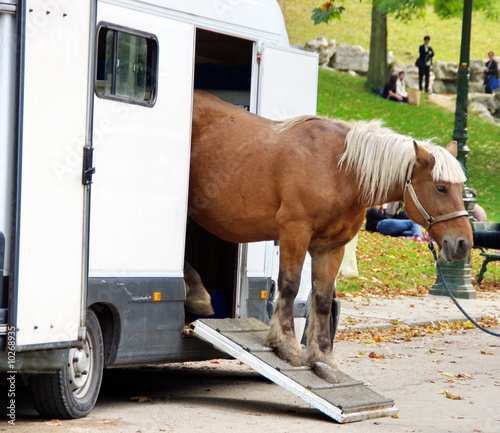 Cheval marron avec crinière à frange. photo