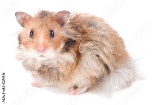 close-up small hamster, isolated on white