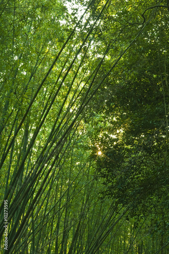 Sun through a lush green bamboo forest.
