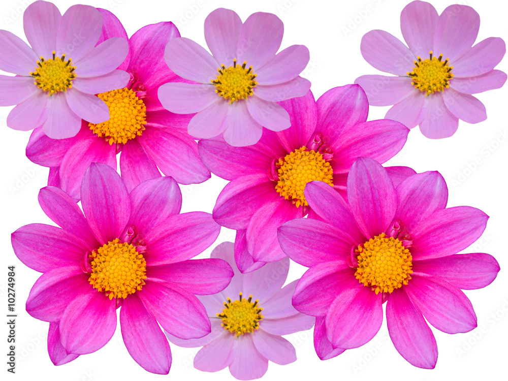 Flowers decorative with violet petals on a white background Flowers decorative with violet petals on a white background