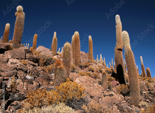 Cactus in the Isla Pescado in Bolivia photo