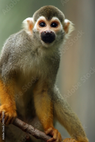 Tiny Monkey © Megan Lorenz