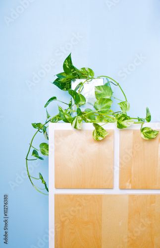 classic cupboard with green plant