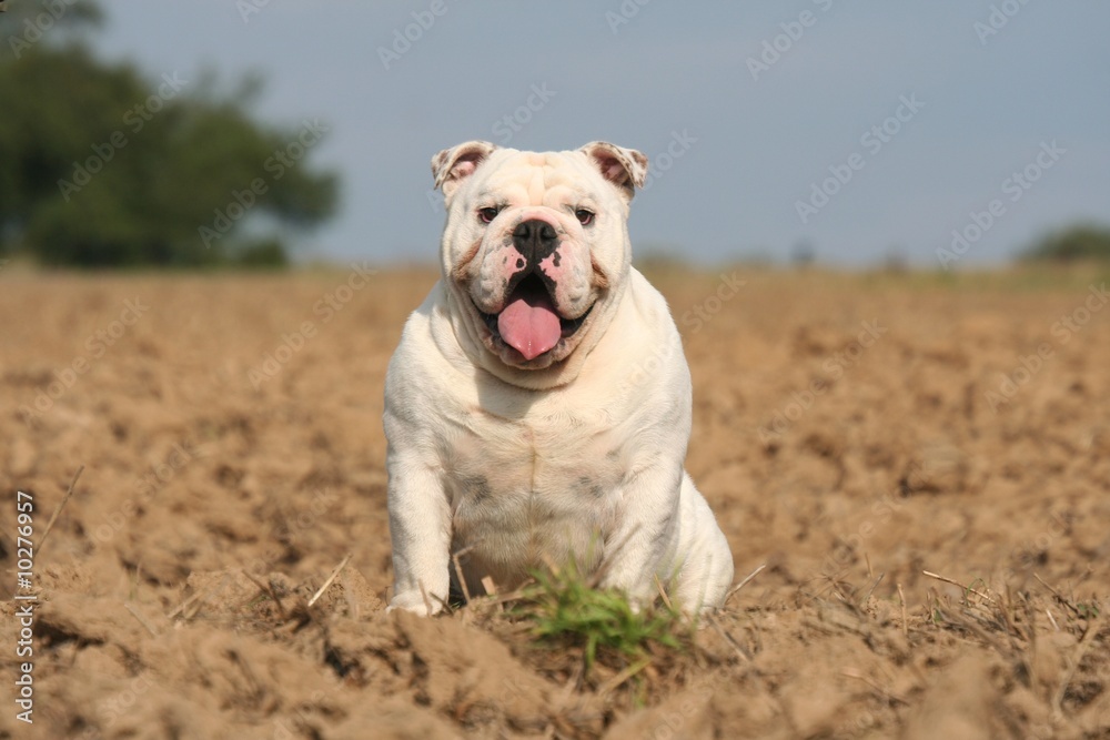 assis beau le bulldog anglais blanc