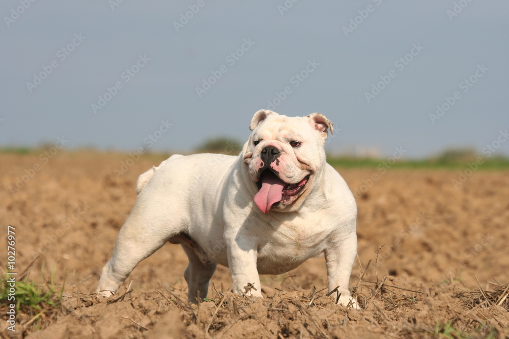 le bulldog anglais dans la terre le bulldog anglais dans la terre