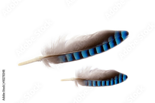 close up of two feathers grey and blue colored