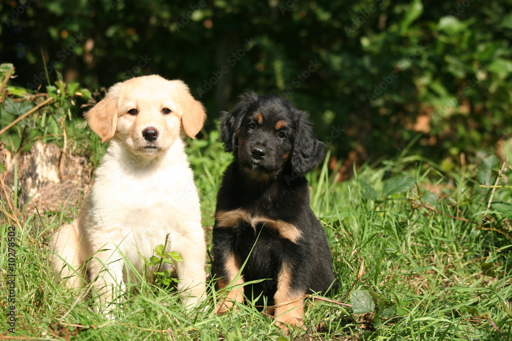 deux adorables chiots hovawart qui prennent la pose deux adorables chiots hovawart qui prennent la pose