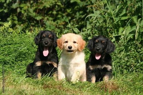 trois chiots hovawart assis dans l'herbe