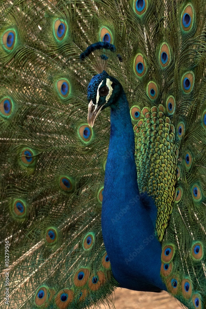 Fototapeta premium Peacock Head and Tail