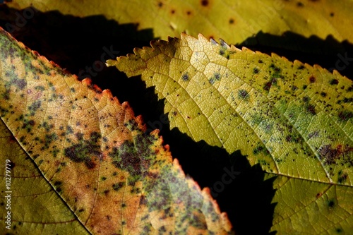 herbstblaetter mit licht und schatten photo