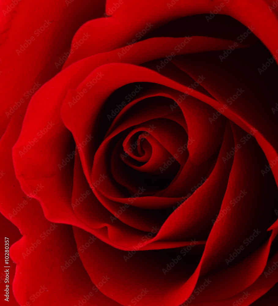 Red rose macro shot Red rose macro shot