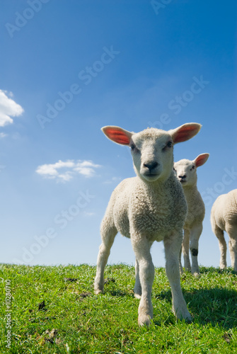curious lambs looking at the camera in spring © Eric Gevaert