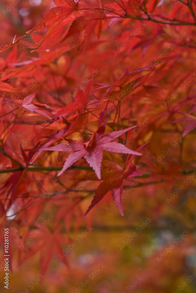 Red maple leaves detail-extreme selective focus.