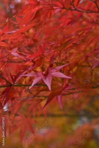 Red maple leaves detail-extreme selective focus.