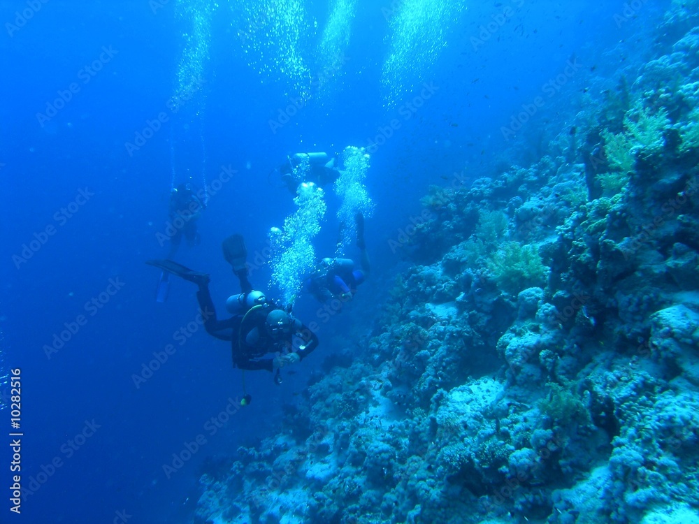 Divers on the reef