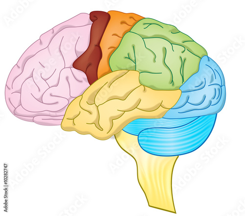 high detailed illustration of a human brain with color