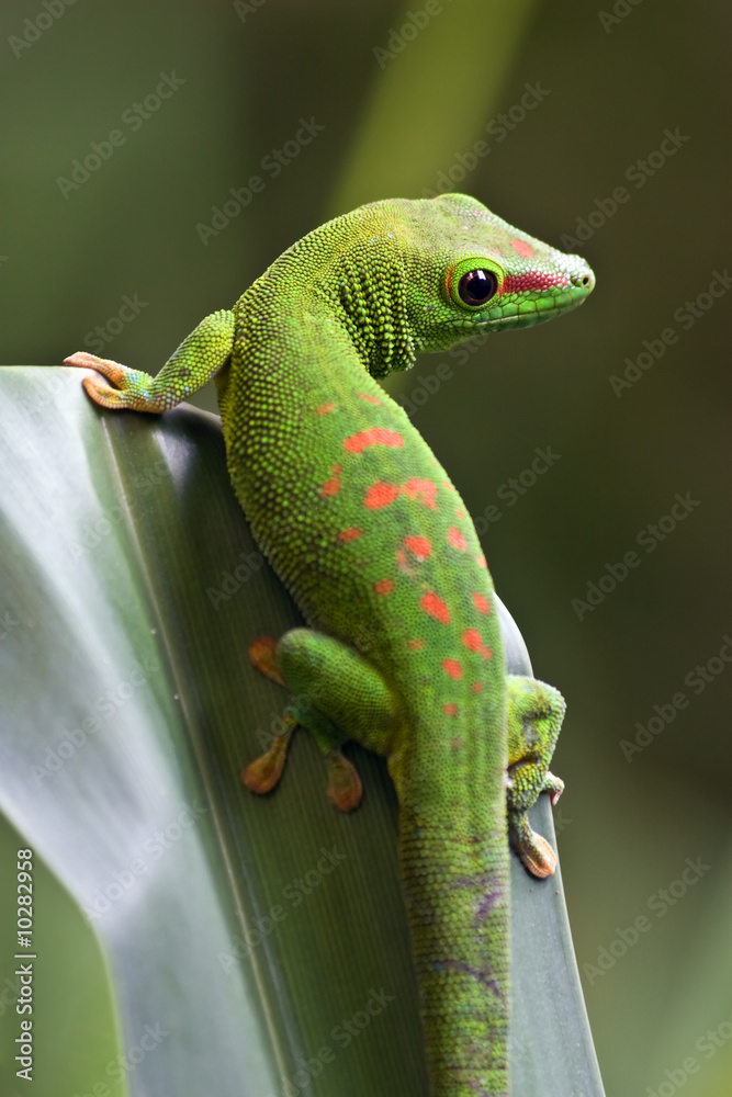 Obraz premium Green gecko on the leaf