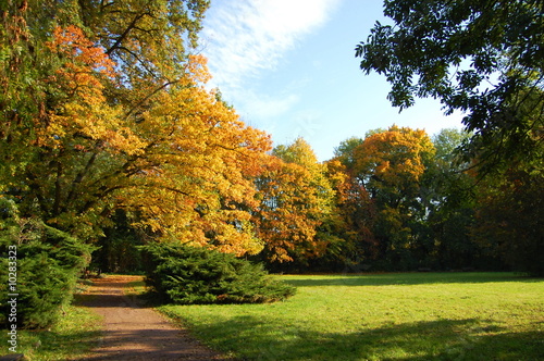 autumn in the forest with green trees under blue sky