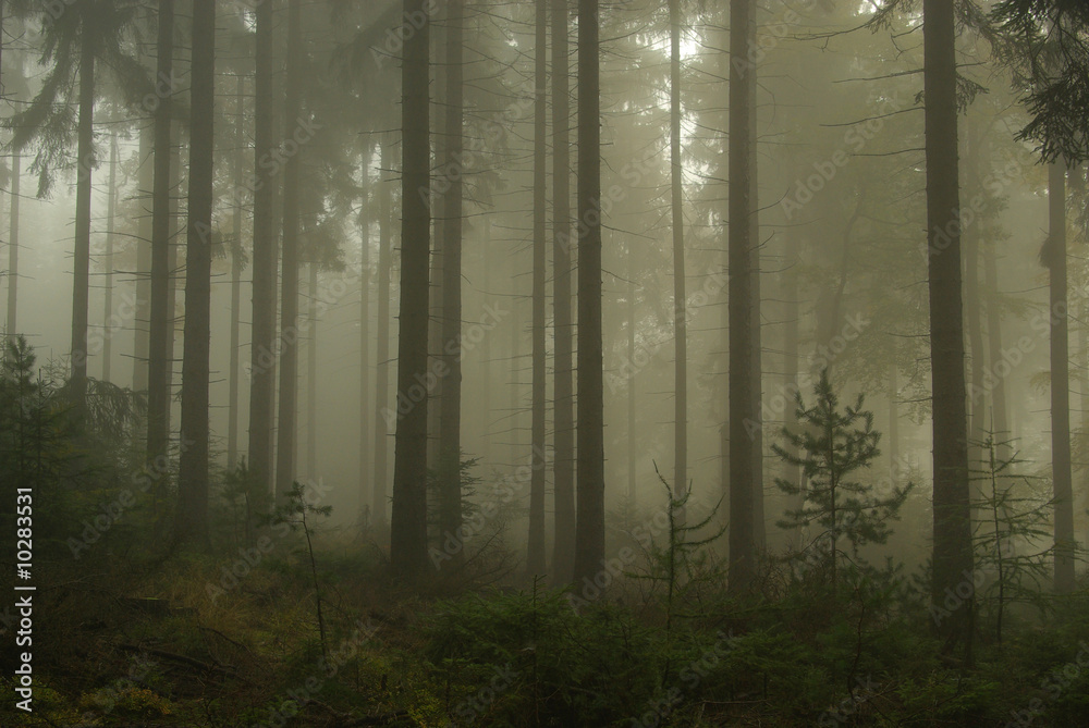 Wald im Nebel - forest in fog 03