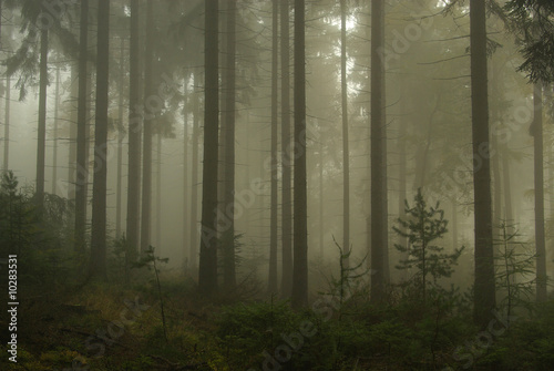 Wald im Nebel - forest in fog 03