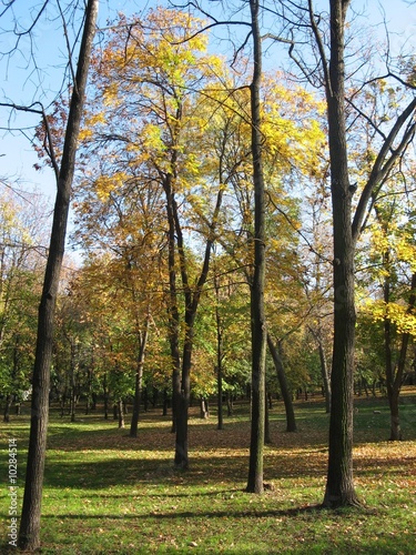 Fototapeta Naklejka Na Ścianę i Meble -  park in autumn