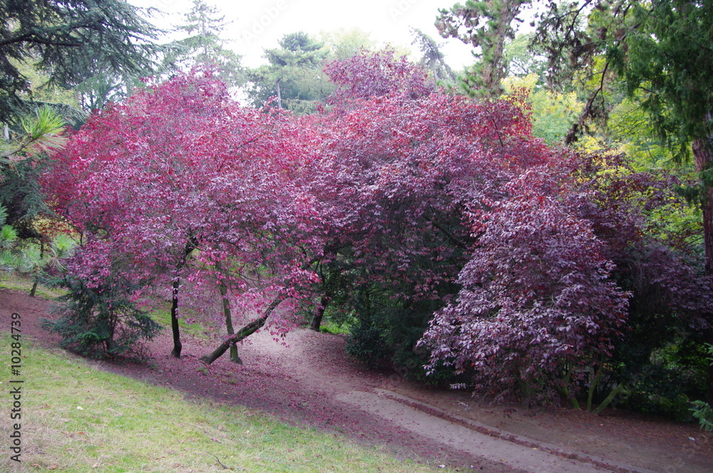 Fototapeta premium Arbres rouges , Parc des Buttes Chaumont, Paris, France.