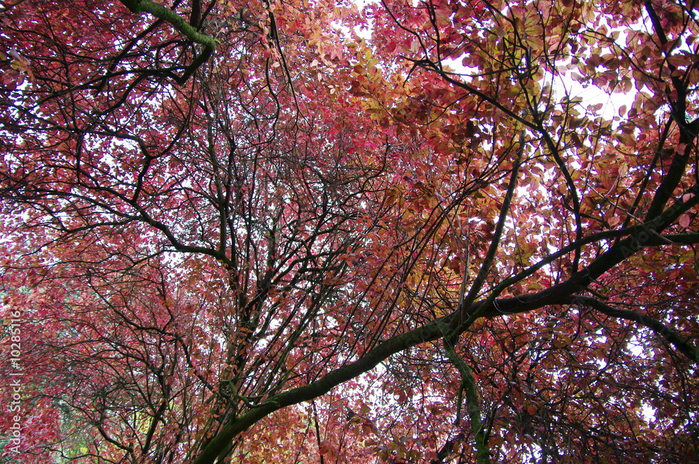Arbres rouges, Parc des Buttes Chaumont, Paris, France.
