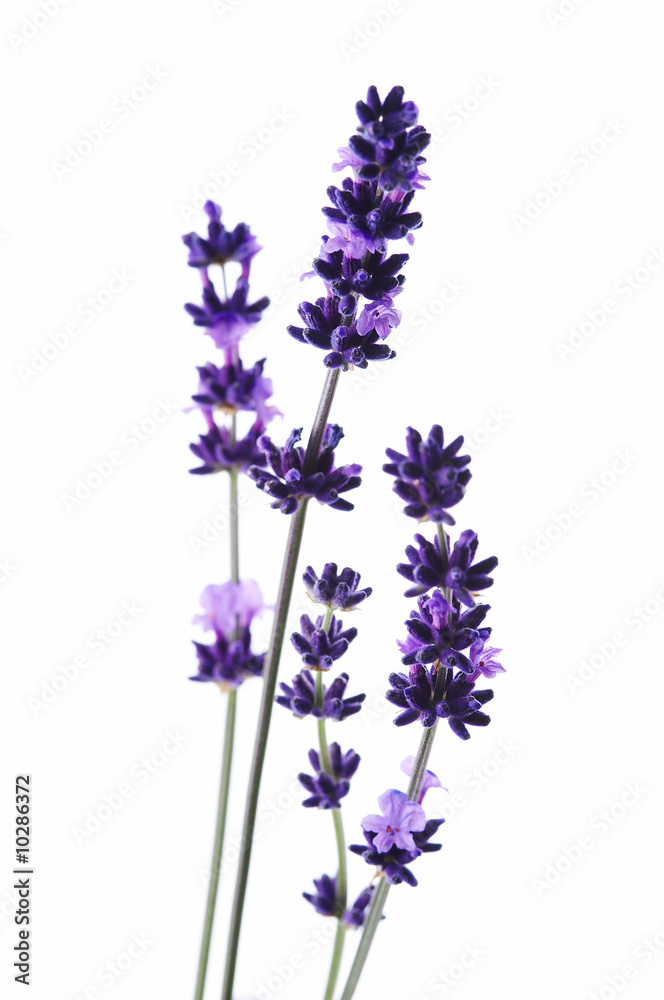 Naklejka premium Detail of lavender flower